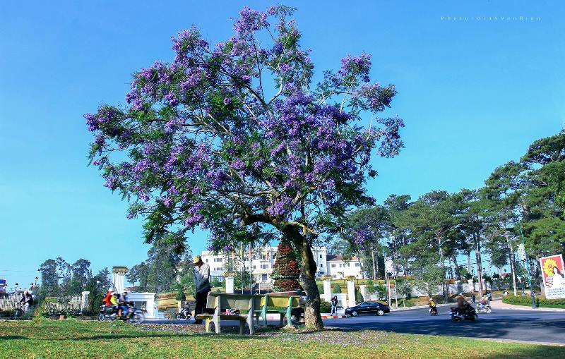 Mùa hoa Phượng Tím